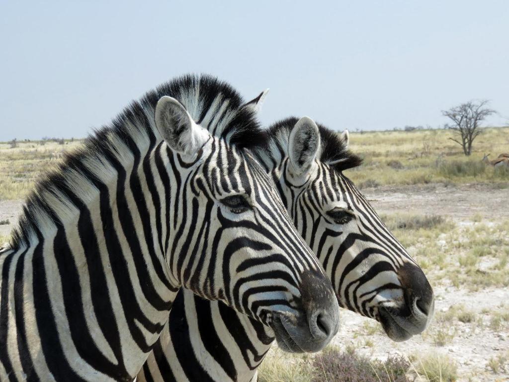 Etosha Safari Camp, Etosha National Park, Namibia Hotel Okaukuejo Kültér fotó