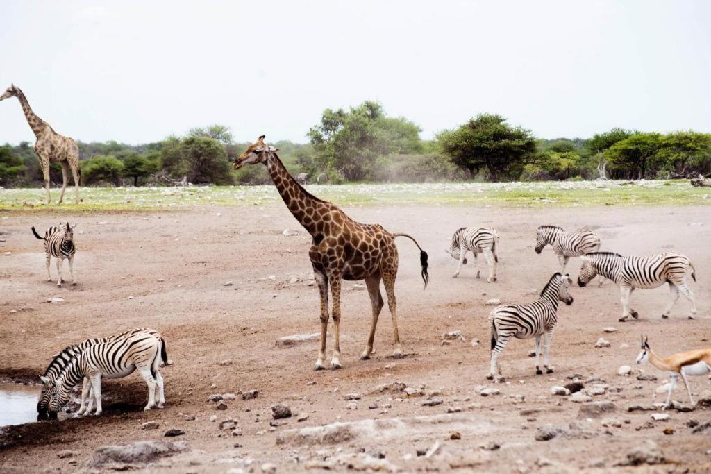 Etosha Safari Camp, Etosha National Park, Namibia Hotel Okaukuejo Kültér fotó