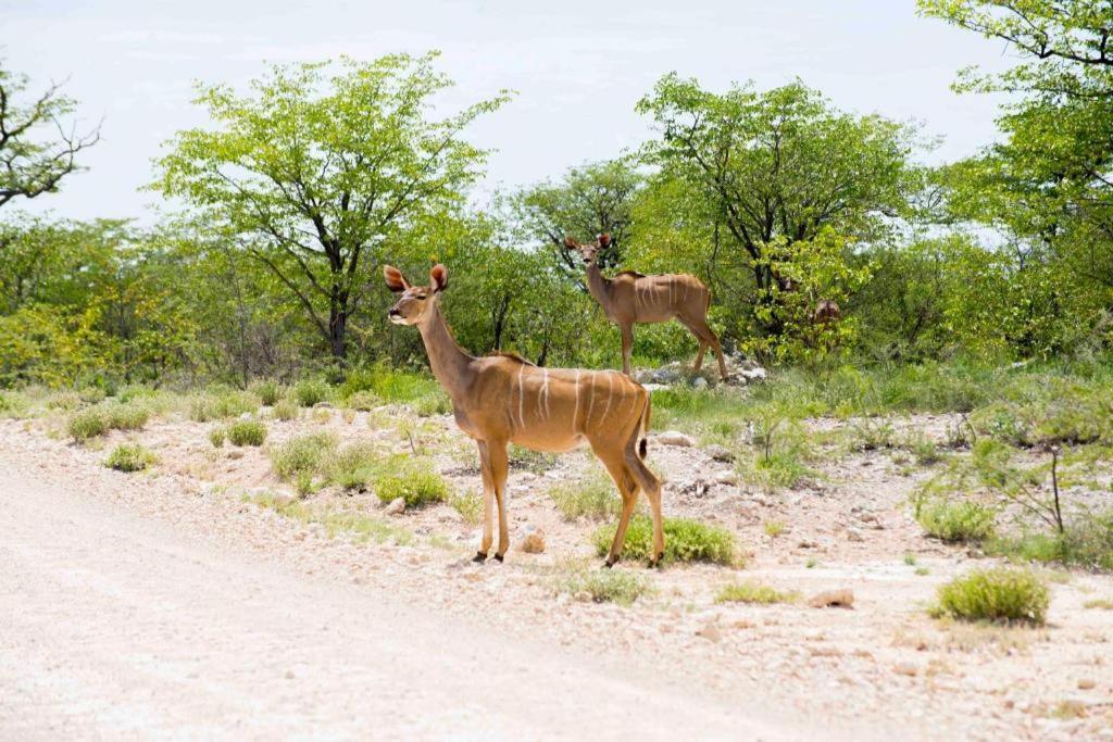 Etosha Safari Camp, Etosha National Park, Namibia Hotel Okaukuejo Kültér fotó